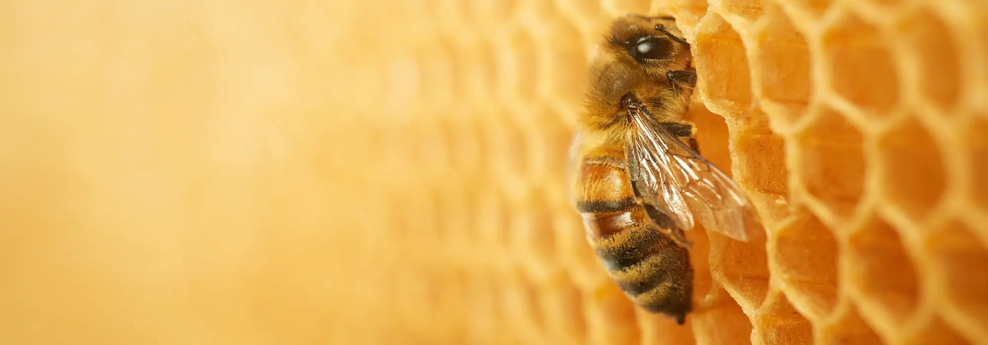 Les-7-bienfaits-de-la-cire-d-abeille-pour-la-peau Mundo