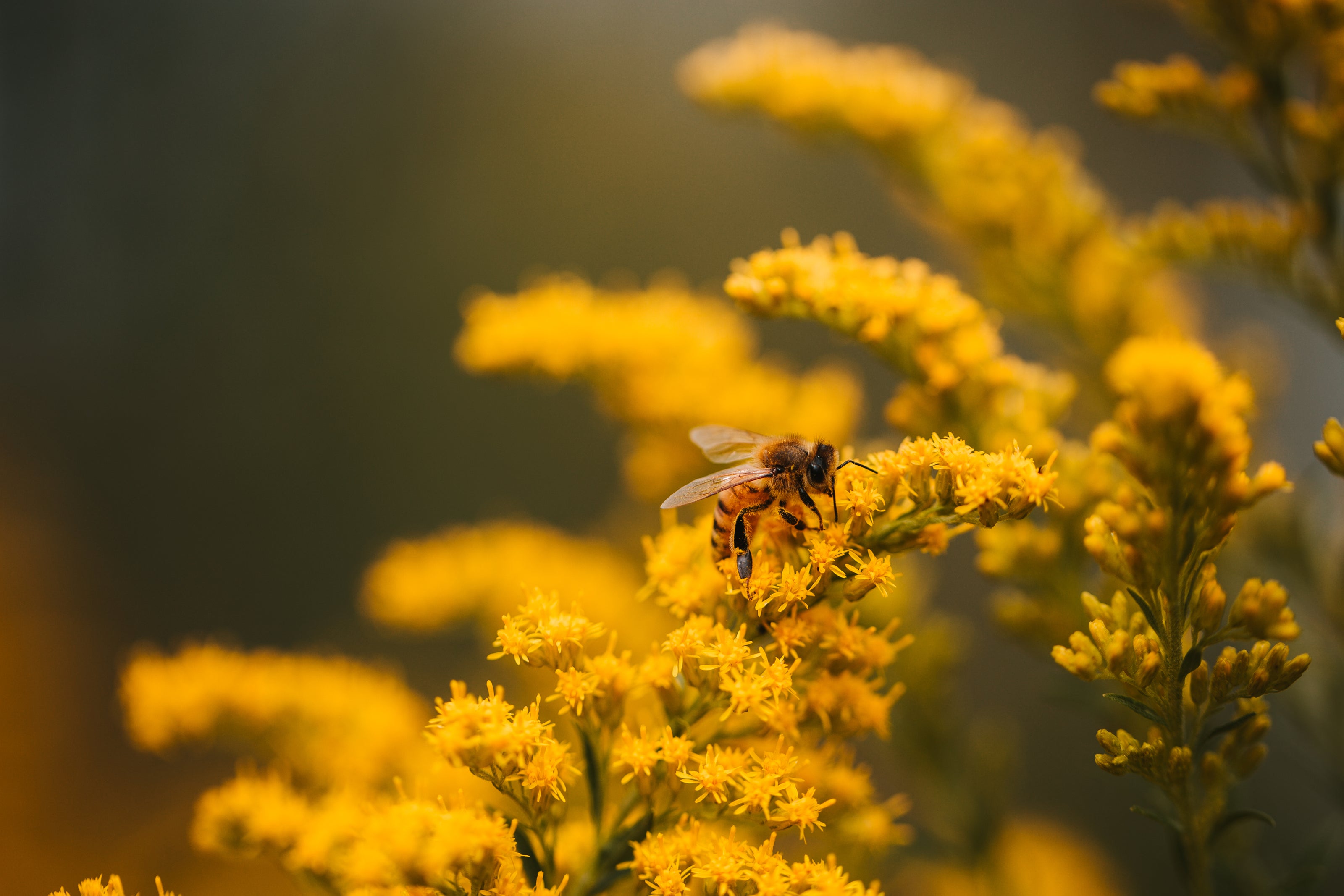 image d'une abeille qui butine