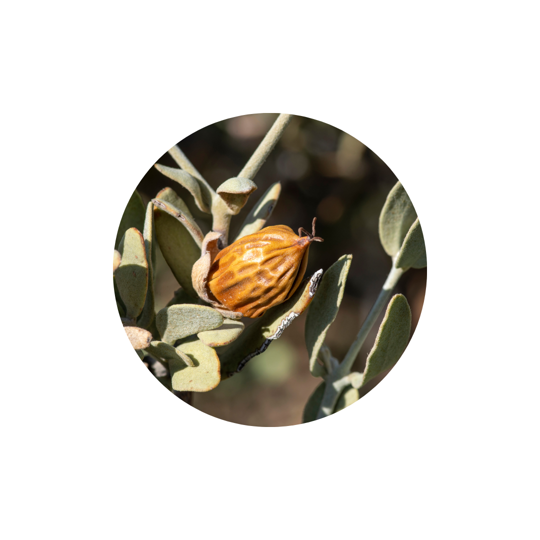 Icone ronde avec une graine de jojoba